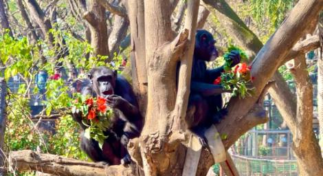 壽山動物園浪漫來襲！特製情人節「蔬果花束」讓動物享用