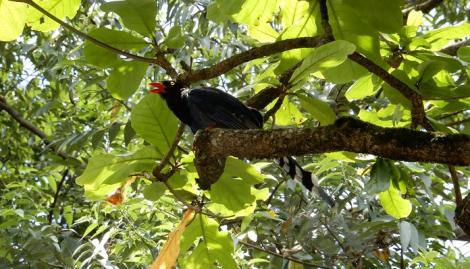 城市中的藍色小精靈！　北市動保處曝原來是「牠」