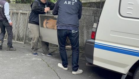 跳窗咬人比特犬今沒入！　不安樂死、開放符合資格者認養