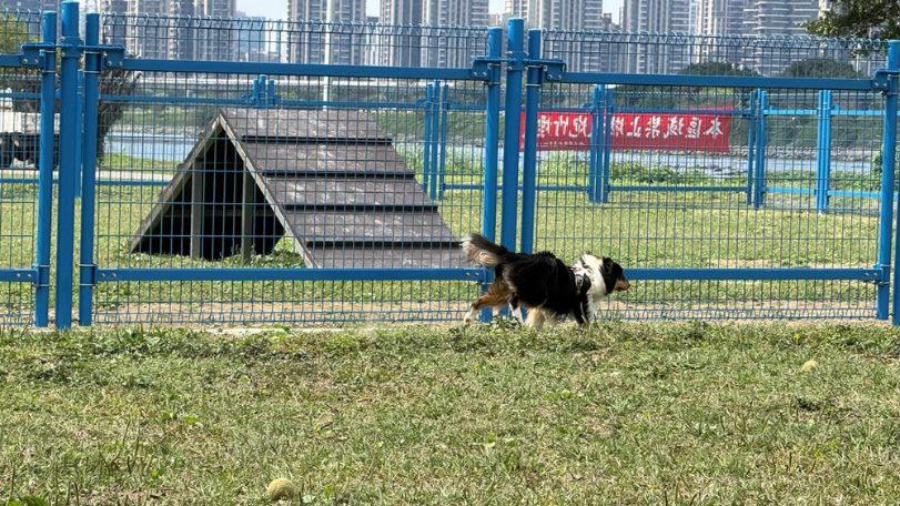 讓毛孩盡情奔跑！永和「綠寶石寵物公園」更新350公尺安全圍籬