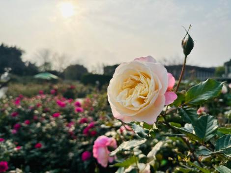 台北秘境「超美玫瑰園」曝光了！5000株正逢花期　賞花還能抽獎