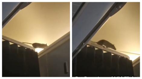 密閉機艙現超級巨鼠！　「表演走鋼索」乘客躁動...航司回應了