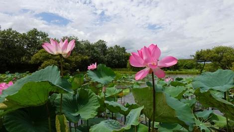 大漢溪濕地夏荷盛開　走路就可到達的賞荷秘境