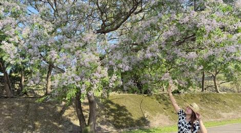 新北河濱公園化身紫色花廊　苦楝花海美不勝收