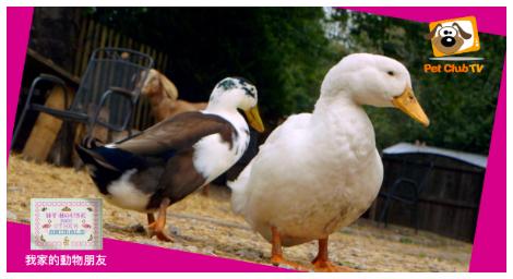 《我家的動物朋友》登場　呈現人與寵物的溫馨日常