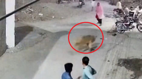 寵物「獅」控了！翻牆攻擊路人　驚悚畫面全直擊