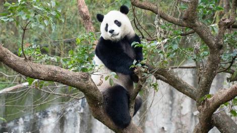 農曆年前健康檢查　大貓熊「圓寶」喜迎新春！