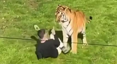 英國男闖圍欄內一命嗚呼　動物園方強調：老虎不會被安樂死