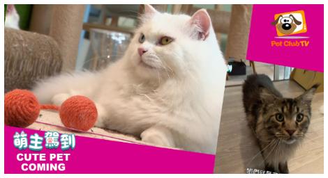 《萌主駕到》以動畫方式充滿寵物們萌萌的可愛對話