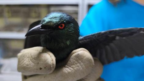 「紅眼詭光鳥」叩敲大樓護欄嚇壞女孩！　動保處出手了