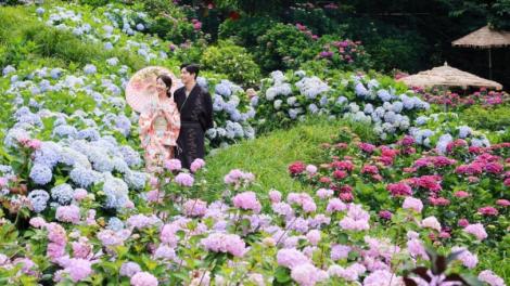 美翻！假日就來竹子湖　多家繡球花田等你逛