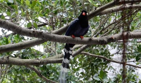臺灣藍鵲育雛季開始！　北市動保處提醒勿干擾及撿拾雛、幼鳥