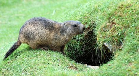 自駕遊遇小偷！車鑰匙遭土撥鼠捲走　他超無奈「蹲下挖洞找」