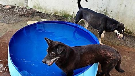 炎炎夏日！讓毛孩「清涼一夏」新北動物之家祭各種「降溫設施」