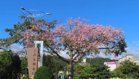 秋涼美人樹喜開顏　北市粉色花海上枝頭