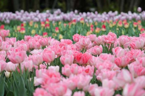 蔣萬安邀您來台北！欣賞美麗綻放鬱金香