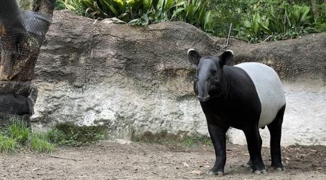 馬來貘「Hideo英雄」殞落　解剖病理初判死因曝