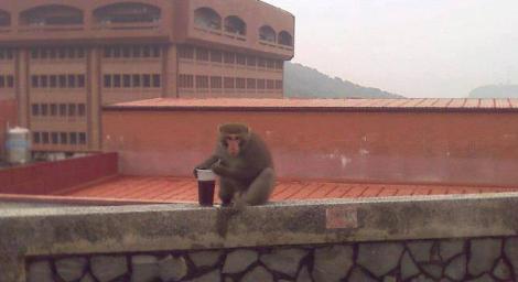 中山大學猴子進化了！手搖杯也難不倒牠　插吸管爽喝紅茶