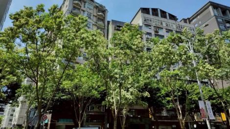 光臘樹撒糖霜？　台北信義路秋景「甜上你的眼」