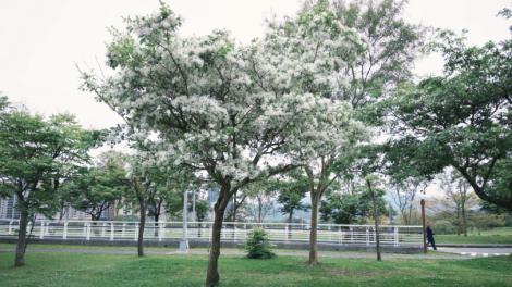 四月雪降臨新店陽光運動公園　流蘇花盛開迎春意