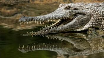 南美小飛機墜毀鱷魚沼澤 倖存者驚吐入夜鱷魚環繞咆哮超驚悚