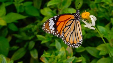 翩翩蝶舞！大坑蝶螢嘉年華夏季賞蝶登場 5/13、5/27開放報名