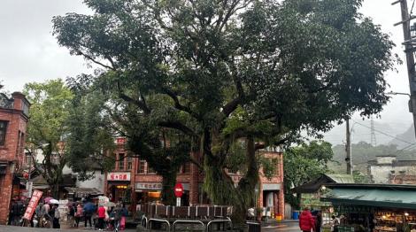 新北老樹尋奇　景觀處分享深坑珍貴樹木小故事