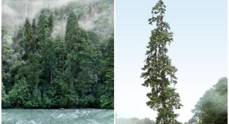 刷新紀錄！中國冷杉巨樹83公尺高  相當28層樓高