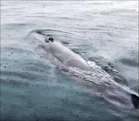 熱帶鬚鯨首度現身基隆海域 增添海洋生物紀錄