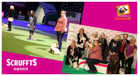 最萌選秀登場！《英倫狗狗秀》展開汪汪界的魅力派對
