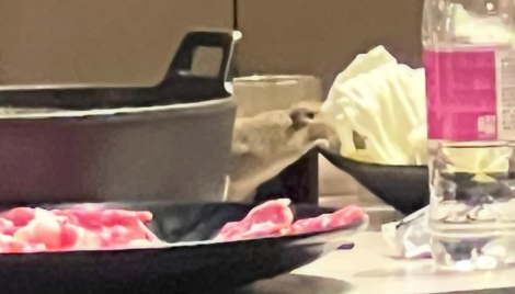 老鼠在火鍋店桌上爬！還爽吃鮮脆高麗菜　高雄市衛生局介入、店家認了