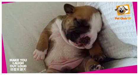 《萌寵笑翻天》十二月回歸　貓咪爆笑日常療癒年末心情