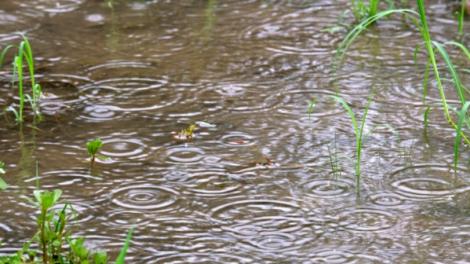 節氣「雨水」到！命理專家建議「這樣做」：迎接超旺運勢