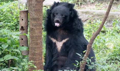 慟！動物園熊瑞「小熊」辭世　2天急症處理不見好轉