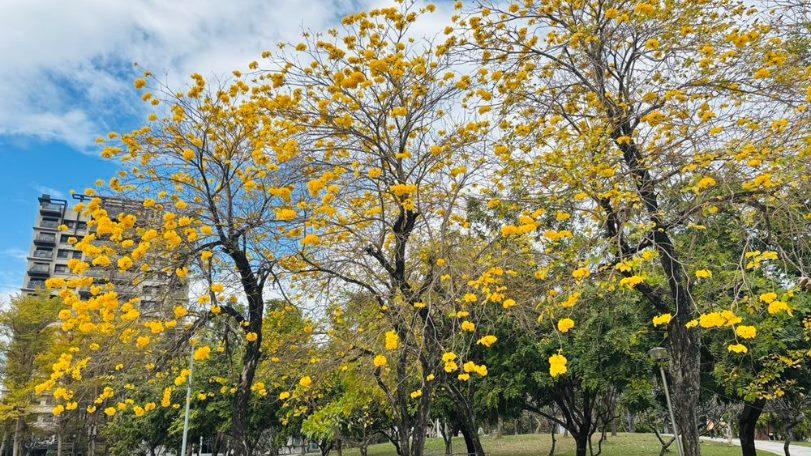 台中風鈴木美炸！ 金黃、粉紅花海吸引大批遊客拍照打卡