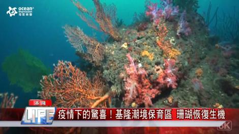 疫情下的驚喜！ 基隆潮境保育區 珊瑚恢復生機