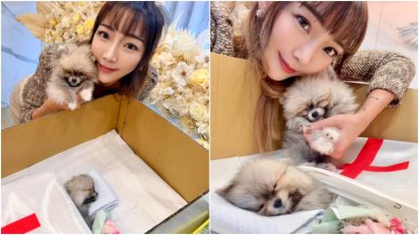 女星愛犬意外死亡　她辦告別式「全程美美微笑」被網友罵翻