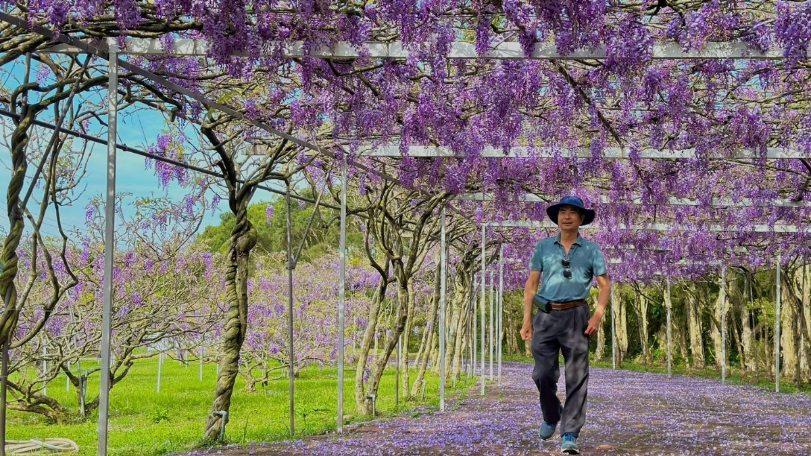 春季來淡水賞花　滬尾休閒農業區「紫藤花一日遊」