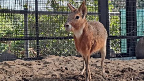 壽山動物園歲末迎「新朋友」　鵜鶘、侏儒羊、兔豚等多種動物報到！