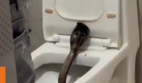 打開飯店廁所門秒腿軟！1.5公尺眼鏡蛇「戰鬥姿勢」　對峙畫面曝