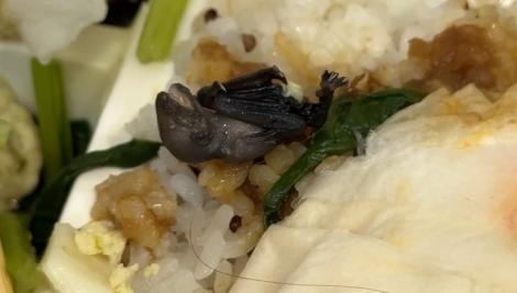 比吃到蟑螂還扯！北市便當店裡出現蝙蝠　負責人跳針要診斷證明原因曝光