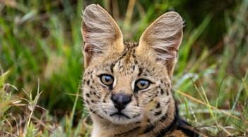 西班牙夫婦因非法販售貓科動物被捕 稀有雲豹也遭殃