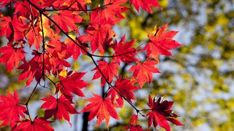 節氣「秋分」將至！這三生肖連15天財運超旺