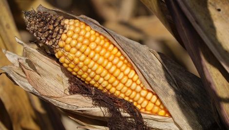 竟然被玉米殺死了？　船公司4工人「下艙搬貨」上來時已氣絕身亡