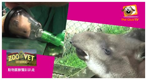 新夥伴報到！《動物園獸醫趴趴走》陪你直擊瀕危赤頸鶴保育任務