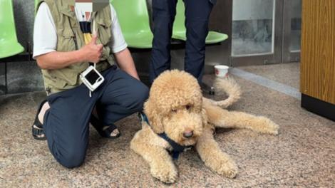 靈犬「百威」現蹤迪化老街　大同帥警攜犬尋親