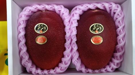 日本最貴芒果！2顆就要台幣11萬　「太陽之子」曝光