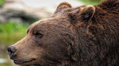 派報員凌晨上工遇大熊攻擊！　「防禦蹲姿護頭」...他保住小命