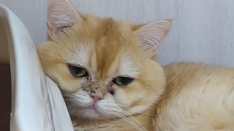 寵物店添購寵物卻是虛弱小貓　動保處呼籲飼主購買前三思