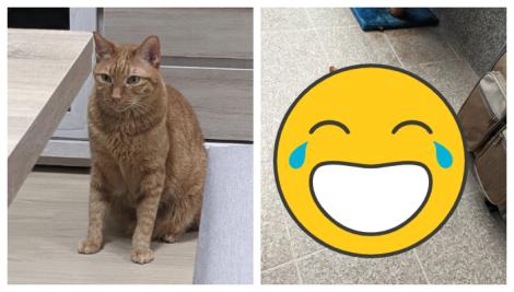 洗澡才驚覺貓咪是大老鼠！　他分享對比照全網笑翻